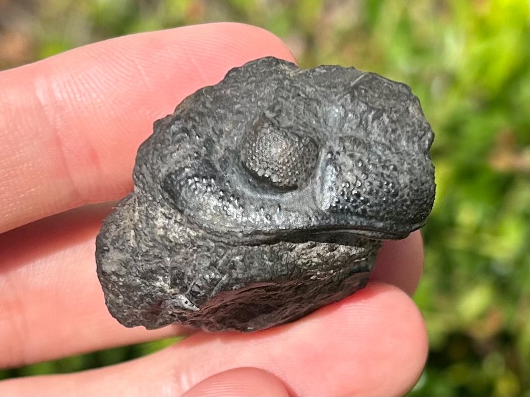 HUGE Pedinopariops Fossil Trilobite Morocco Devonian Age Bug
