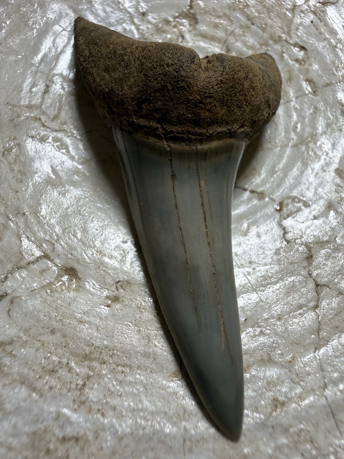 2.49” ISURUS DESORI MAKO SHARK TOOTH FOSSIL SOUTH CAROLINA RARE