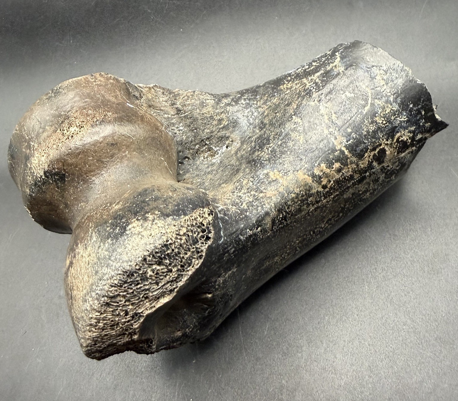 PHALANX BONE FOSSIL ICE AGE MAMMAL FLORIDA PEACE RIVER