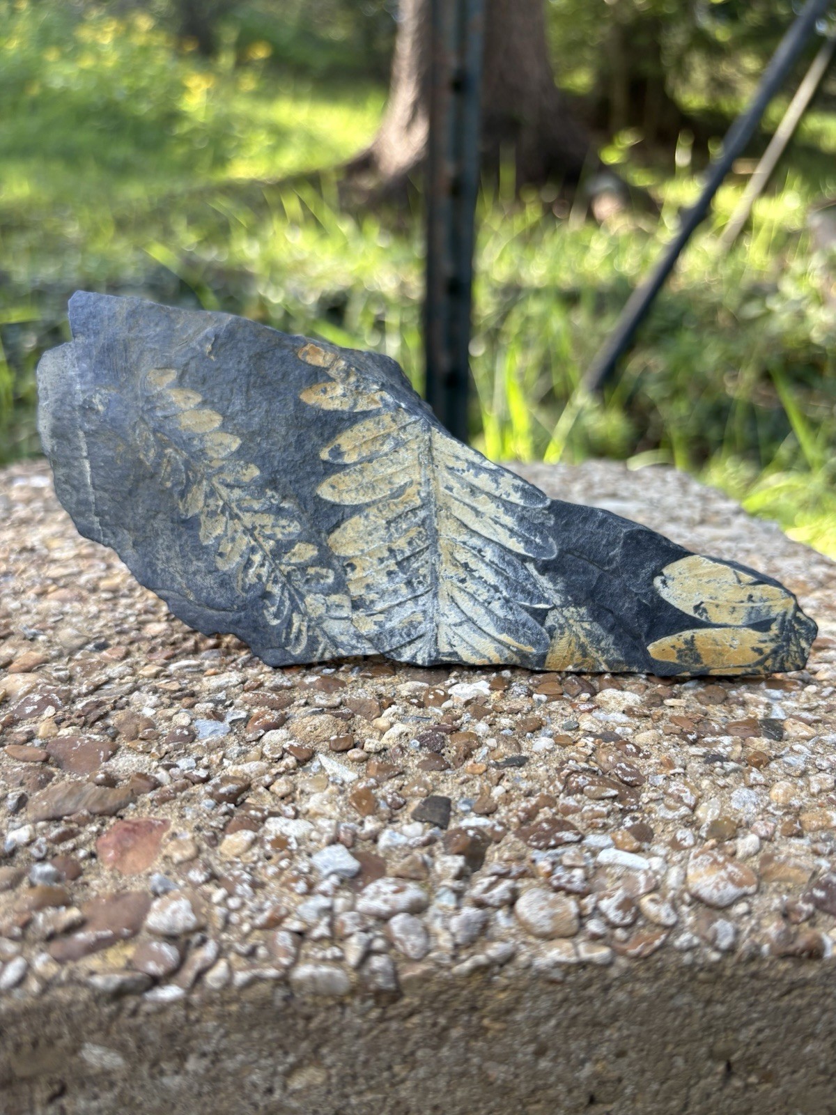 Large Fern Fossil Specimen- Natural 5.5” Fern Leaves Double Shale Impressions