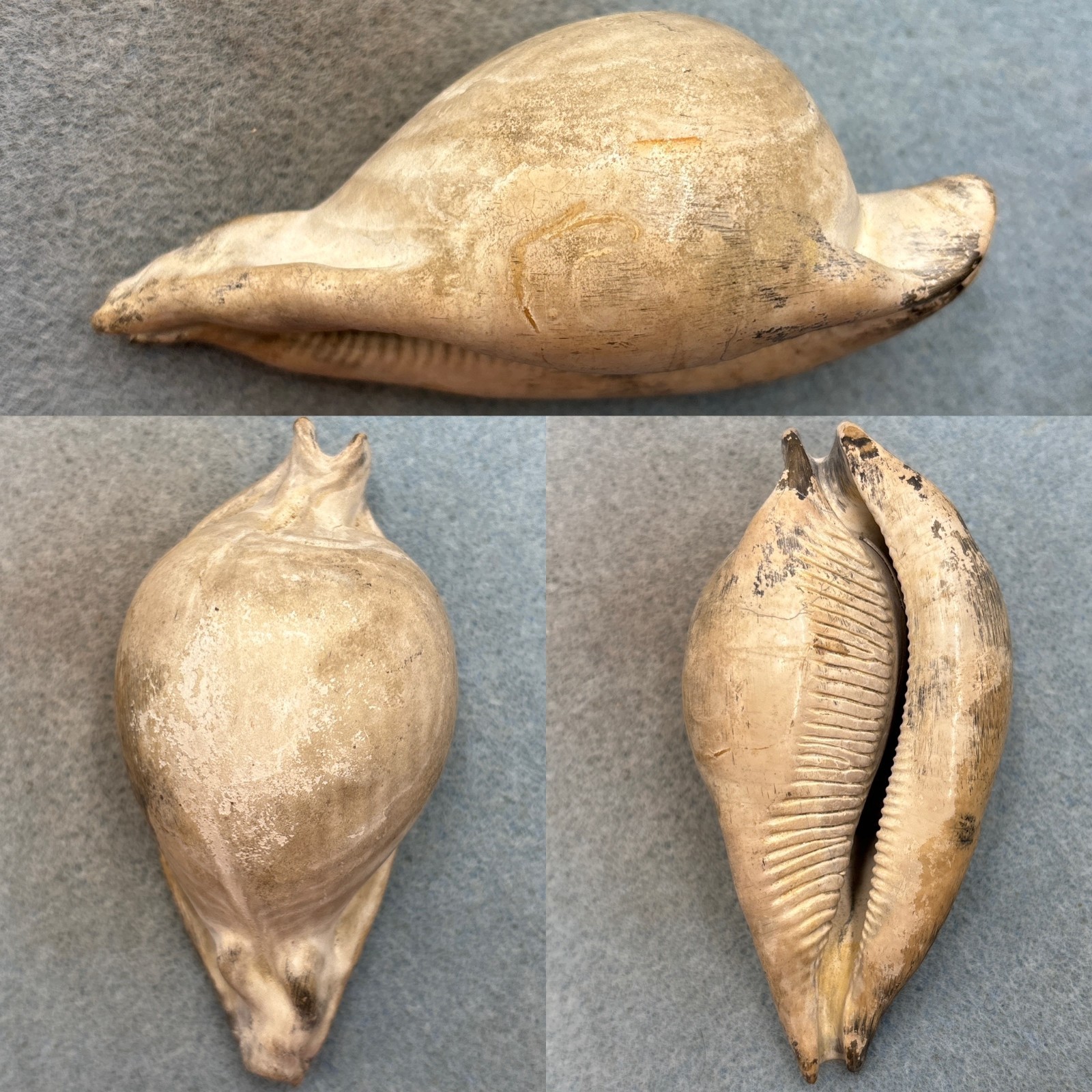 Umbilia eximia RARE Fossil 96.3mm Australia