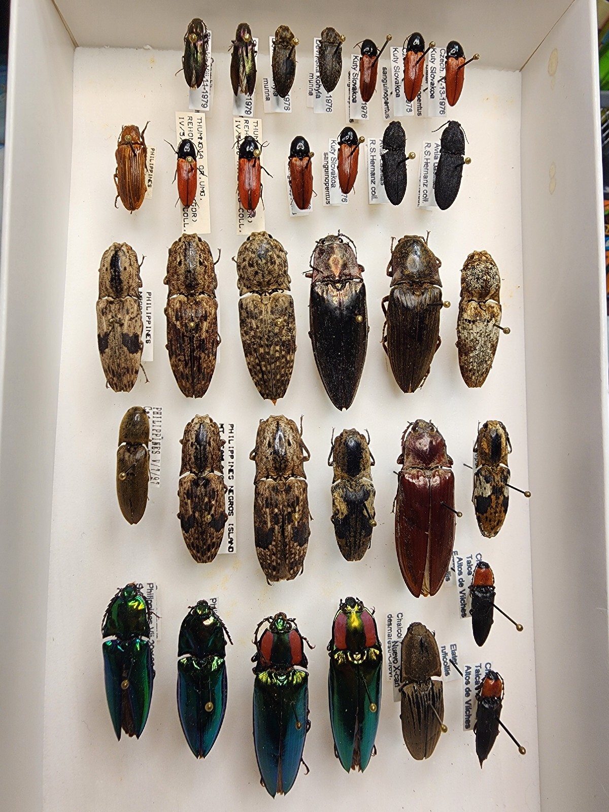 Worldwide Mix of 33 Elateridae Click Beetles Insect Collection Beetle Alaus