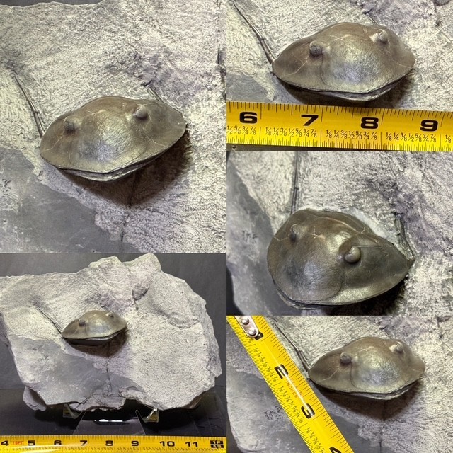 RARE ORDOVICIAN ISOTELUS MAXIMUS TRILOBITE ,ARNHEIM FORMATION,MT. ORAB, OHIO