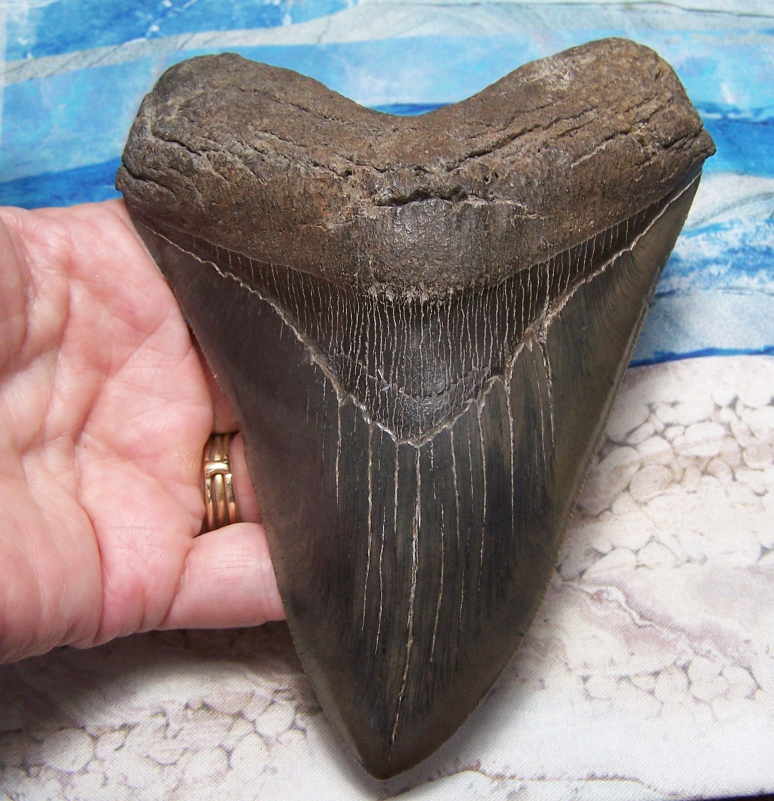 MEGALODON Shark Tooth 5 3/8\
