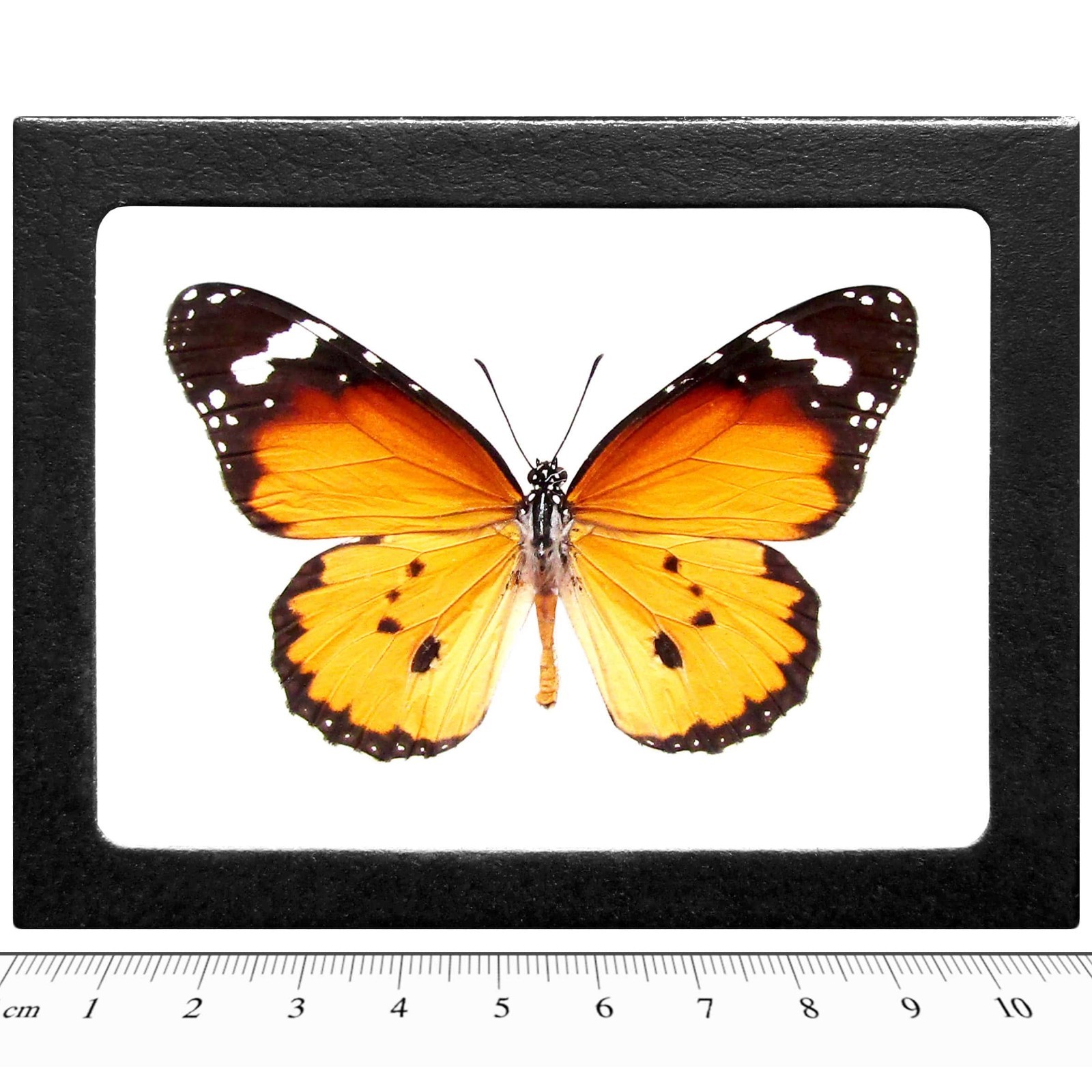Danaus chrysippus queen orange black monarch mimic butterfly Africa FRAMED Danaus chrysippus queen orange black monarch mimic butterfly Africa FRAMED