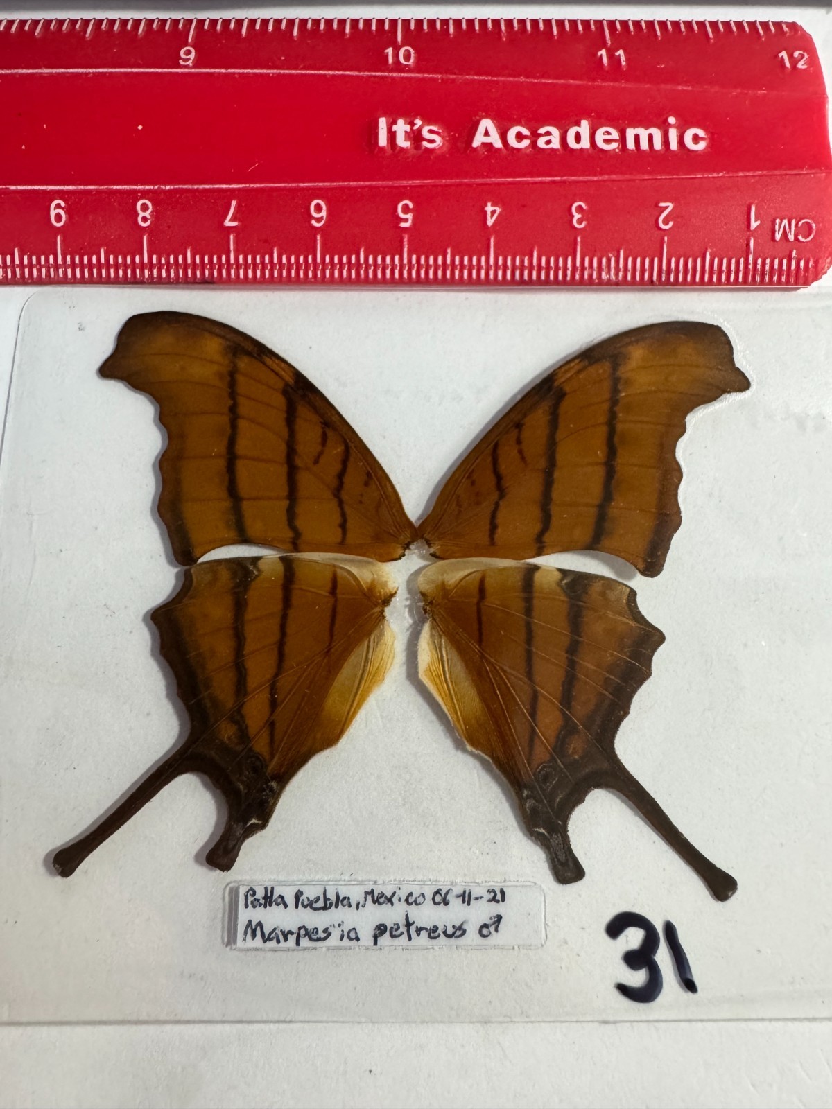 MX 31   A+/A   Marpesia petreus  GOING OUT OF BUSINESS  SALE