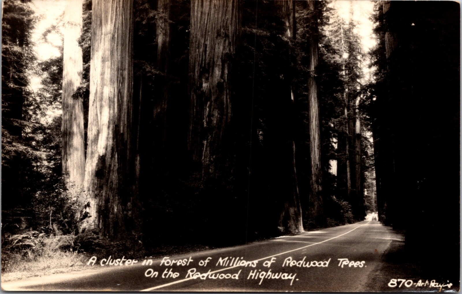 Real Photo PC Cluster in Forest of Millions of Redwood Trees Redwood Highway
