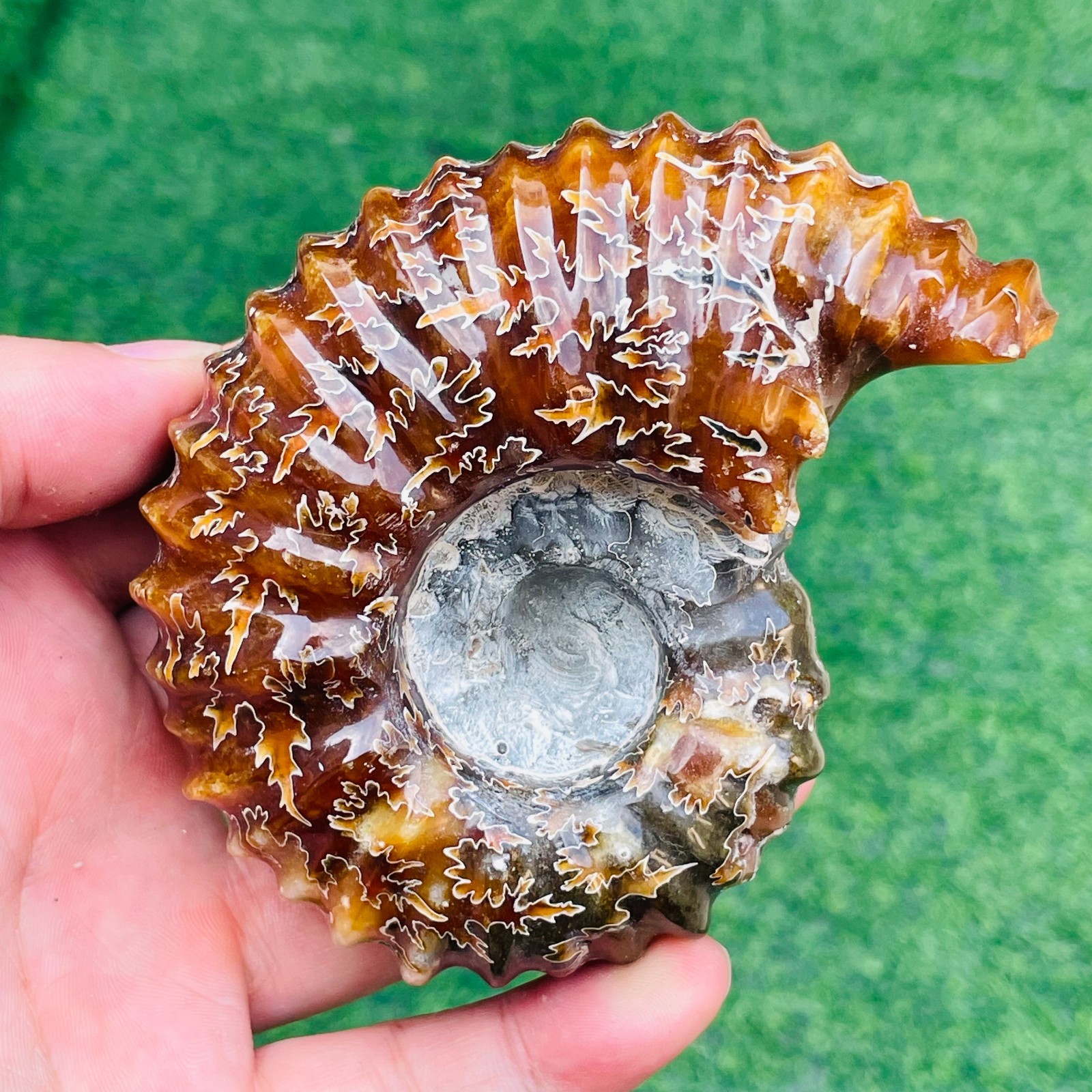 405g TOP Rare Natural Ammonite Conch Jasper Mineral Specimen Healing