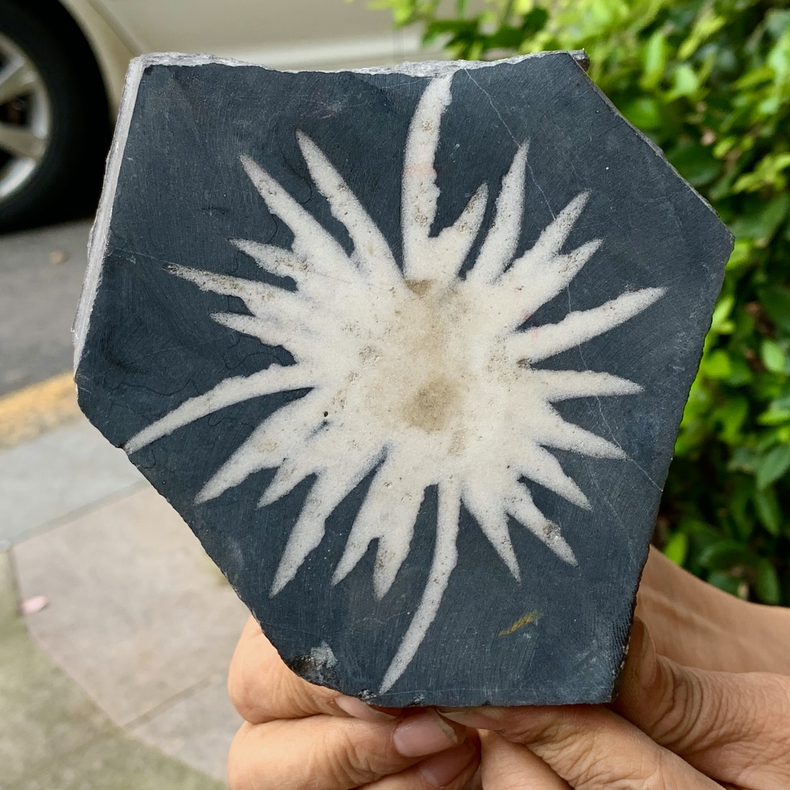 488G Natural Chrysanthemum Stone Quartz Carving Halo Treatment Gift
