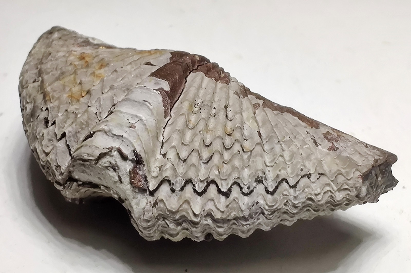 Brachipod fossil replaced by Pyrite. Sylvania, Lucas County, Ohio. 6 grams.