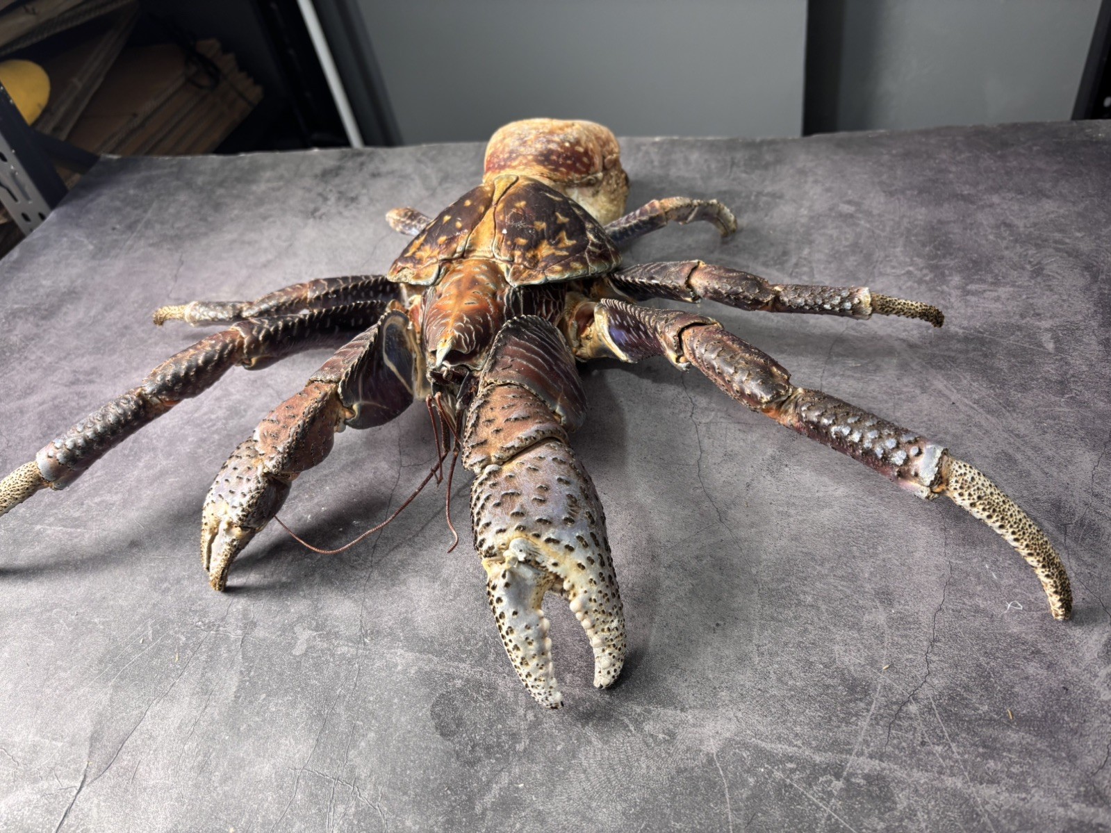 Rare Extra Large Size Birgus Latro Coconut crab taxidermy
