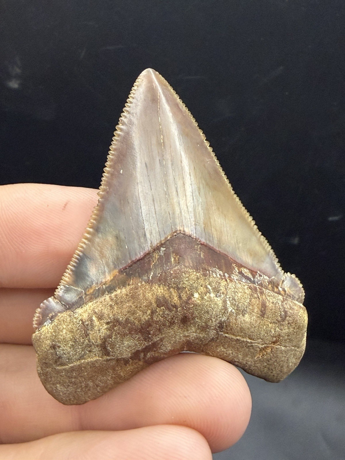 Museum Grade Peruvian Chubutensis Shark Tooth 2.39” No Repair Or Restoration