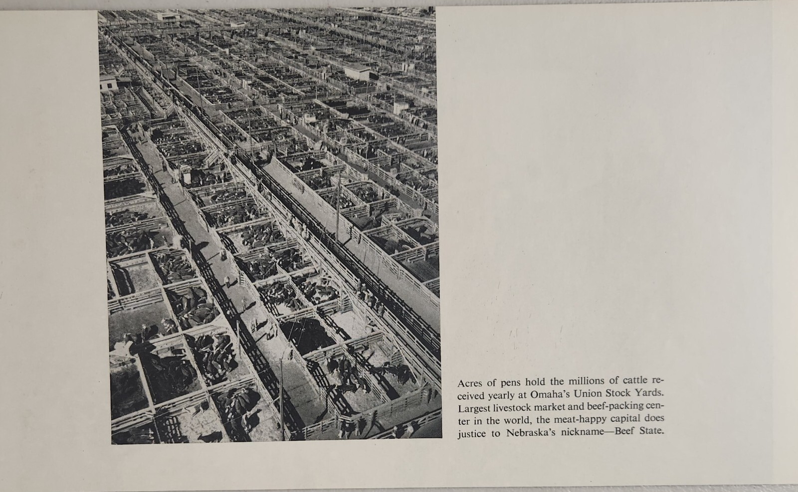 1956 Magazine Photo Omaha,Nebraska Union Stock Yards Livestock Market Pens