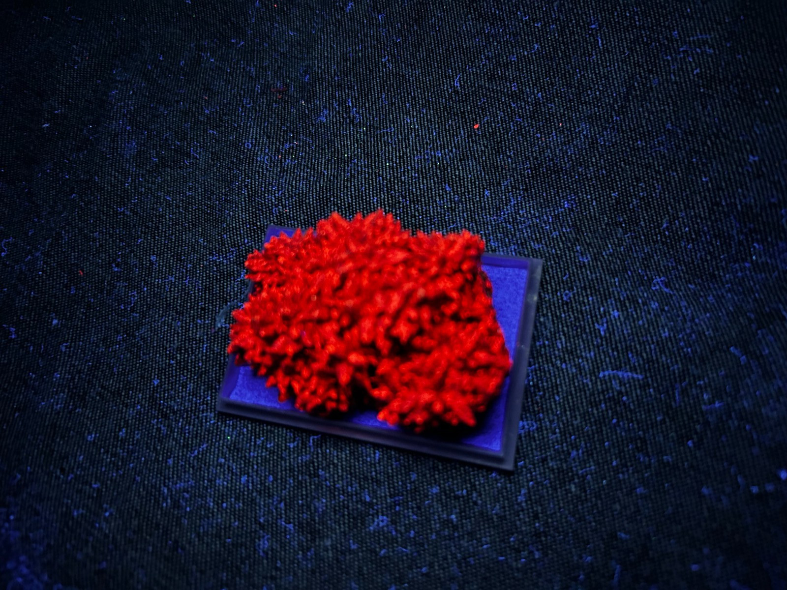 KB:  FANTASTIC SW FL. RED CALCITE XLS., CHIHUAHUA, MEXICO