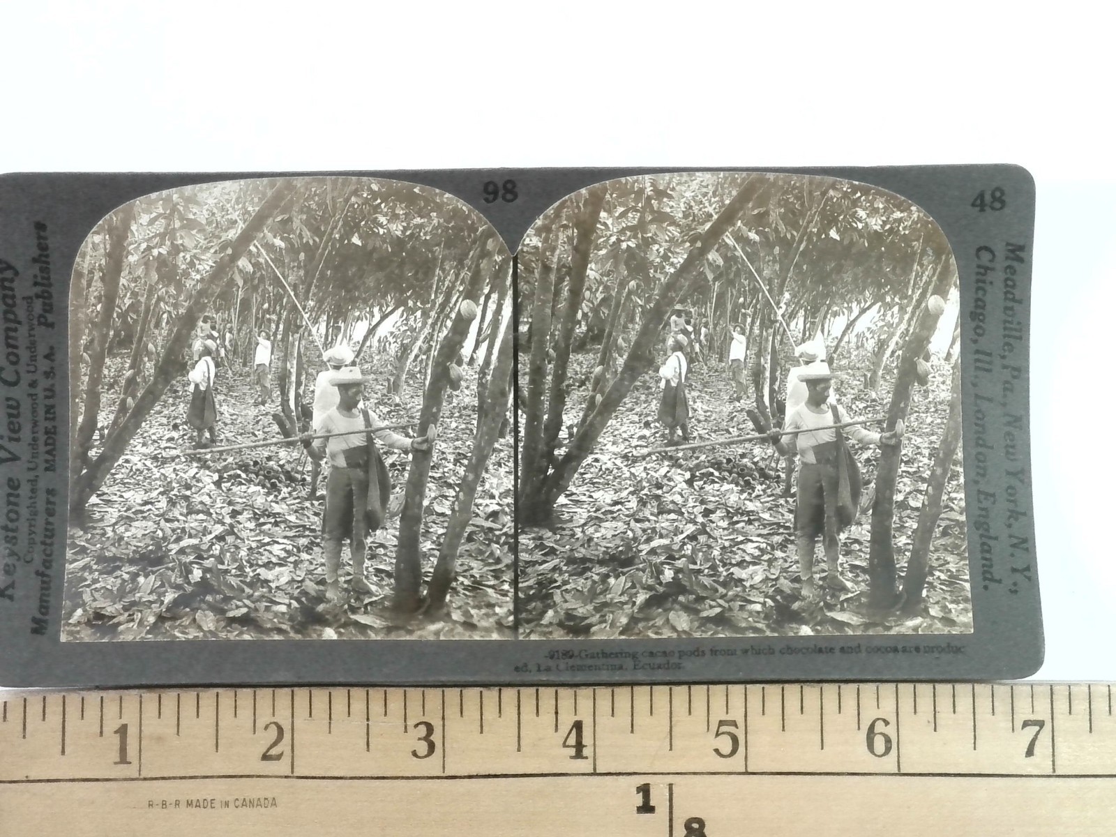Gathering Cacao Pods Ecuador Stereoview Keystone View Co. 1900s Agriculture