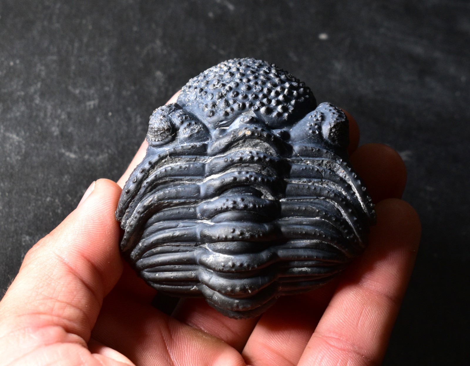 NICE BIG Drotops megalomanicus Trilobite 