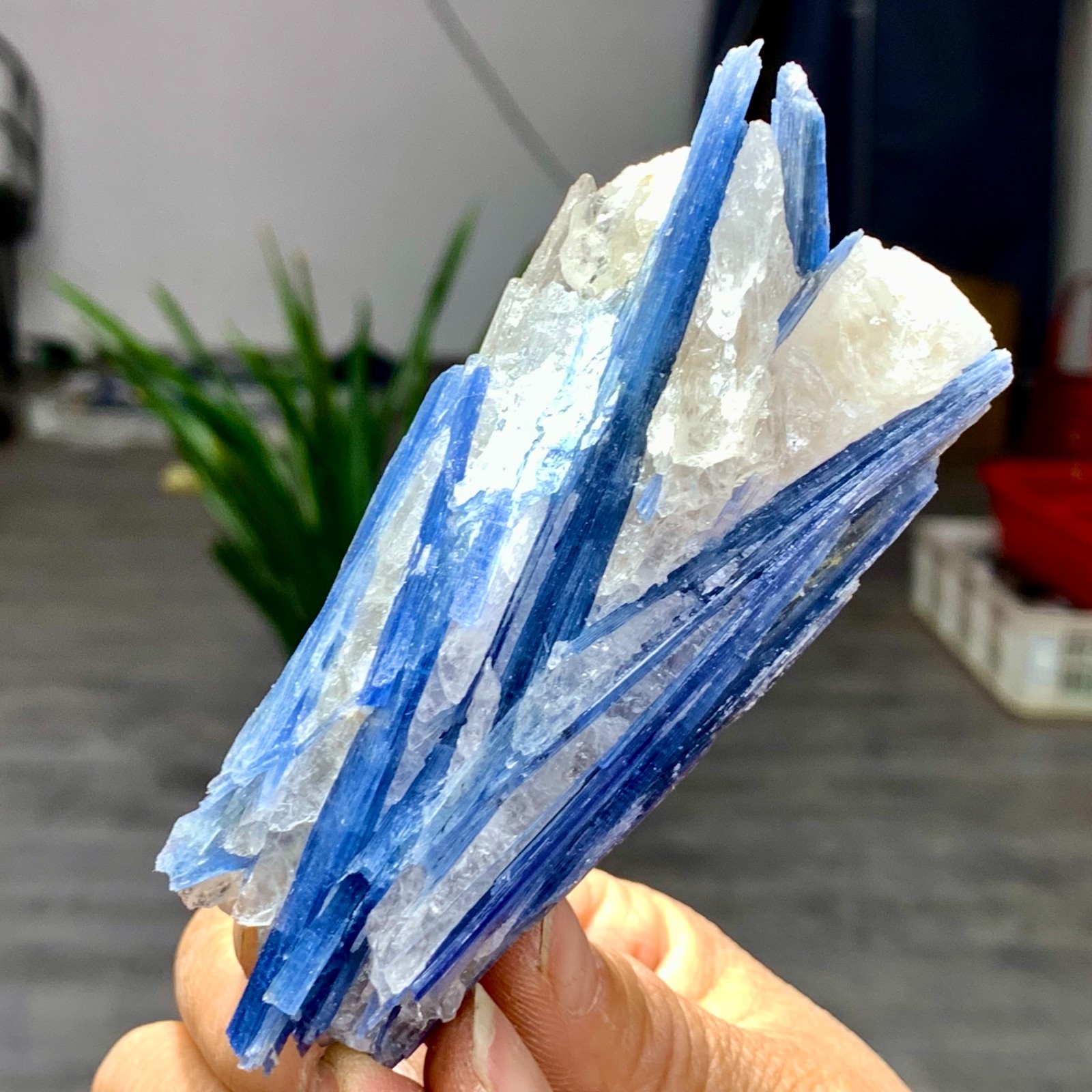 154G Rare Natural beautiful Blue KYANITE with Quartz Crystal Specimen Rough