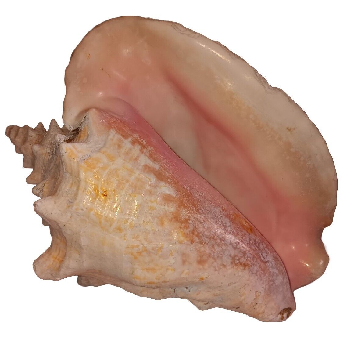 Large Genuine Natural Queen Conch Seashell Appx. 9.75\