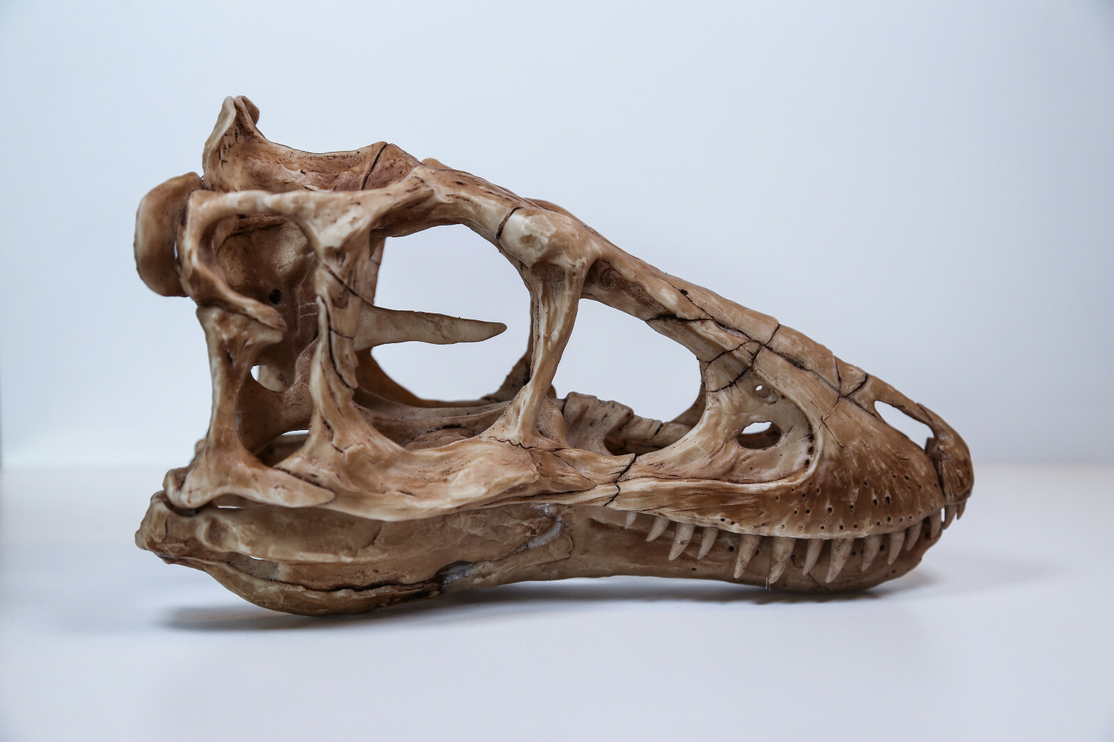 Baby Tyrannosaurus Rex Skull Replica – Juvenile T-Rex Fossil Model