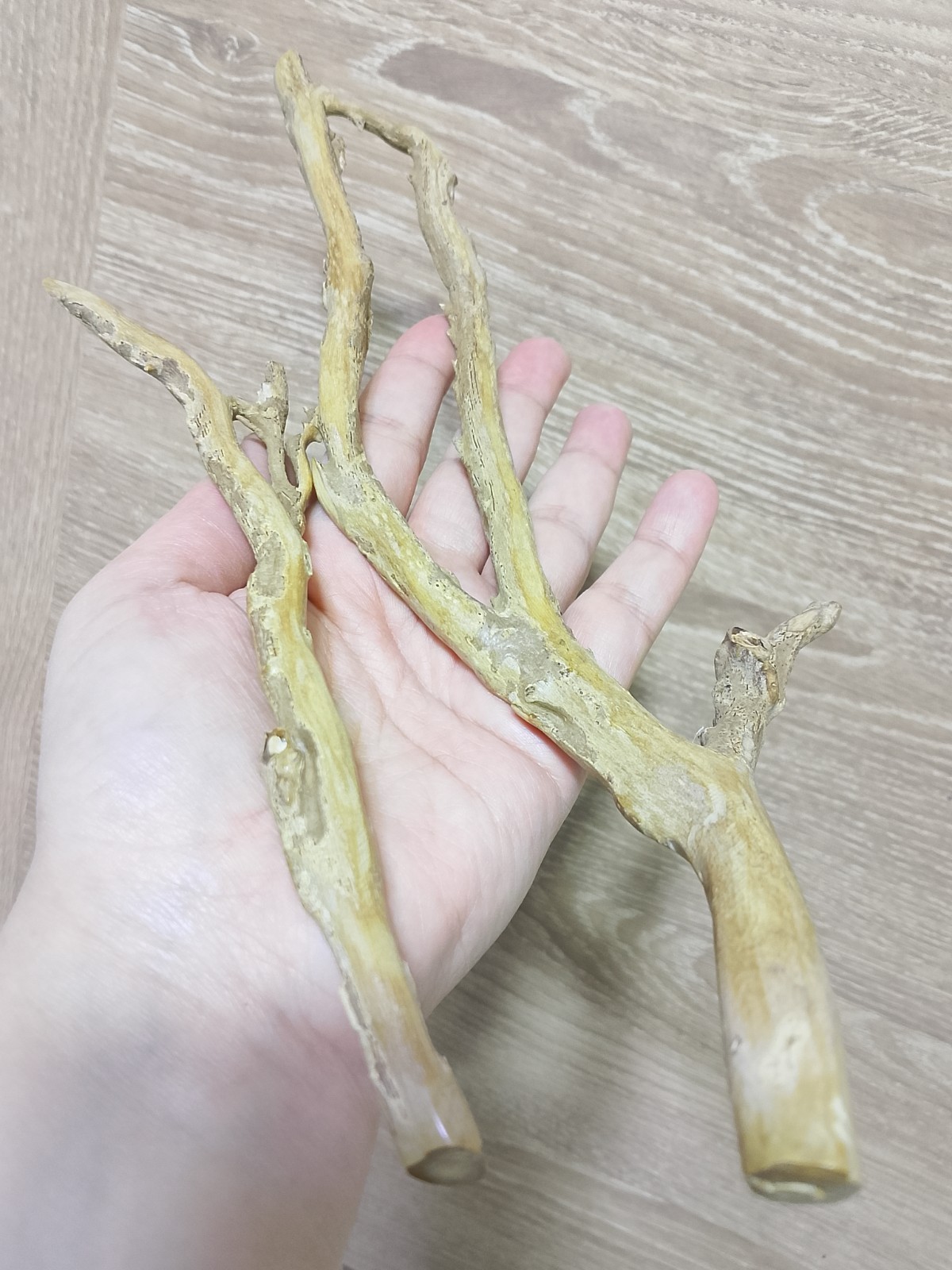 Coral 2 Branch Genuine Rare Golden 120 gr Natural Specimen for jewelry 28, 22cm