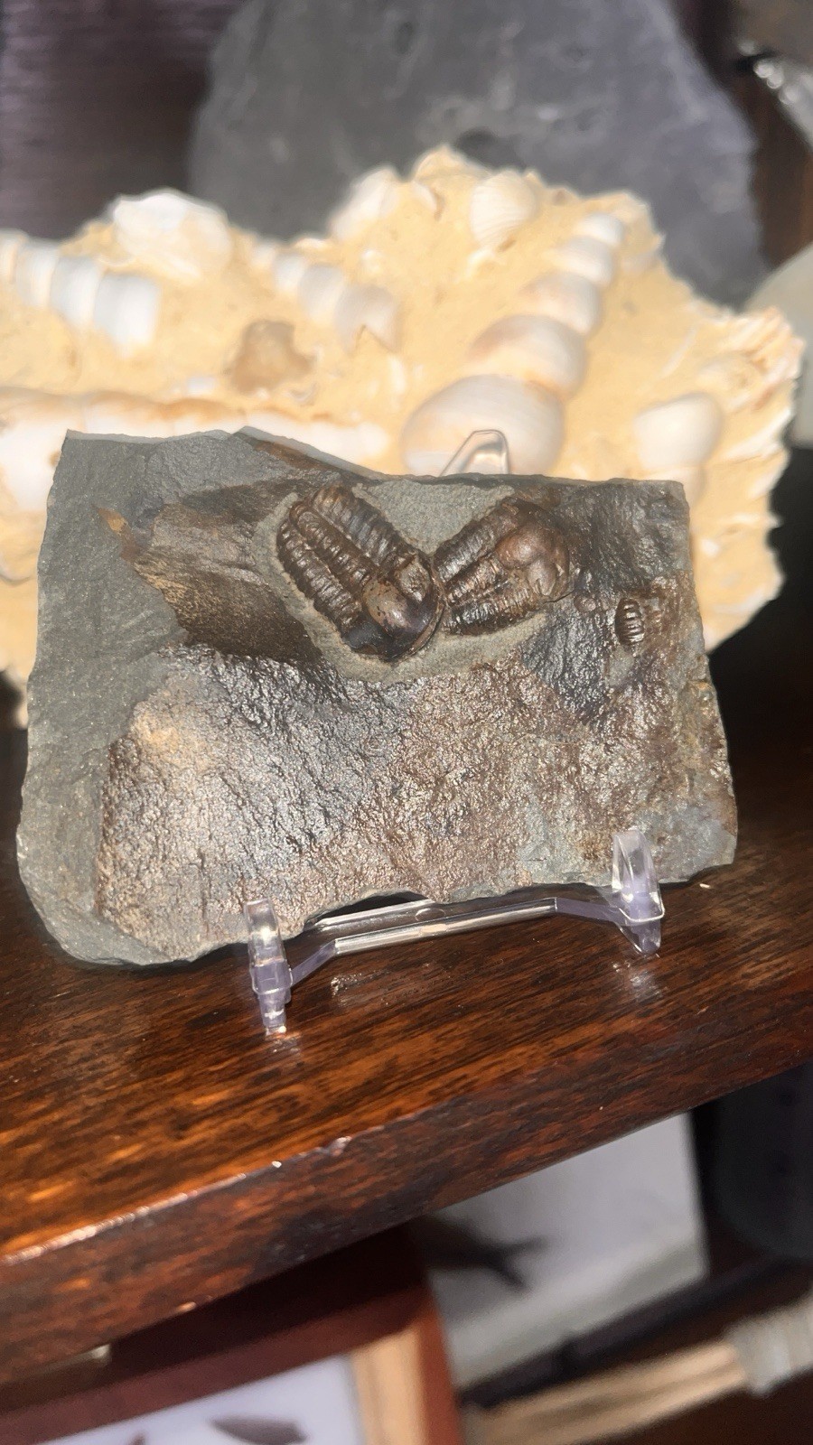 Czech Republic Trilobites Fossils