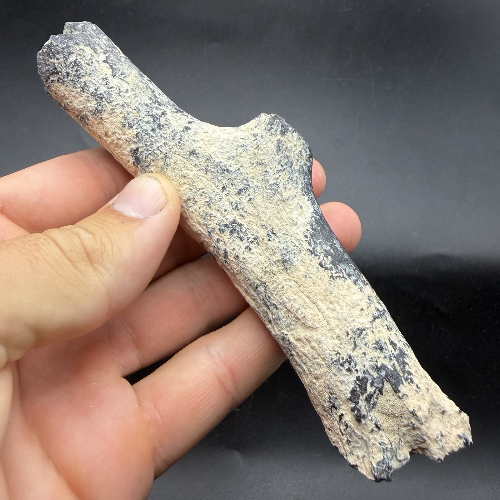 LARGE FOSSIL DEER ANTLER PIECE SOUTHWEST FLORIDA ICE AGE MAMMAL BONE