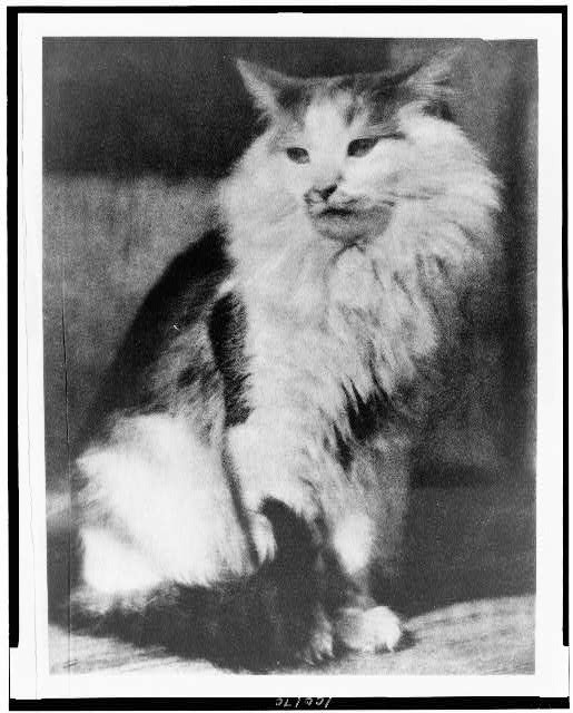 Photo:1916 Cat Portrait Photogravure Frank Eugene Camera Work