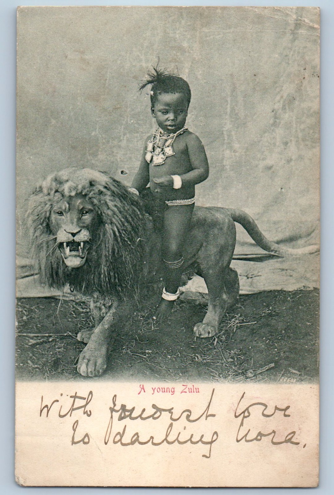 South Africa Postcard A Young Zulu Tribe and Lion 1904 Antique Posted