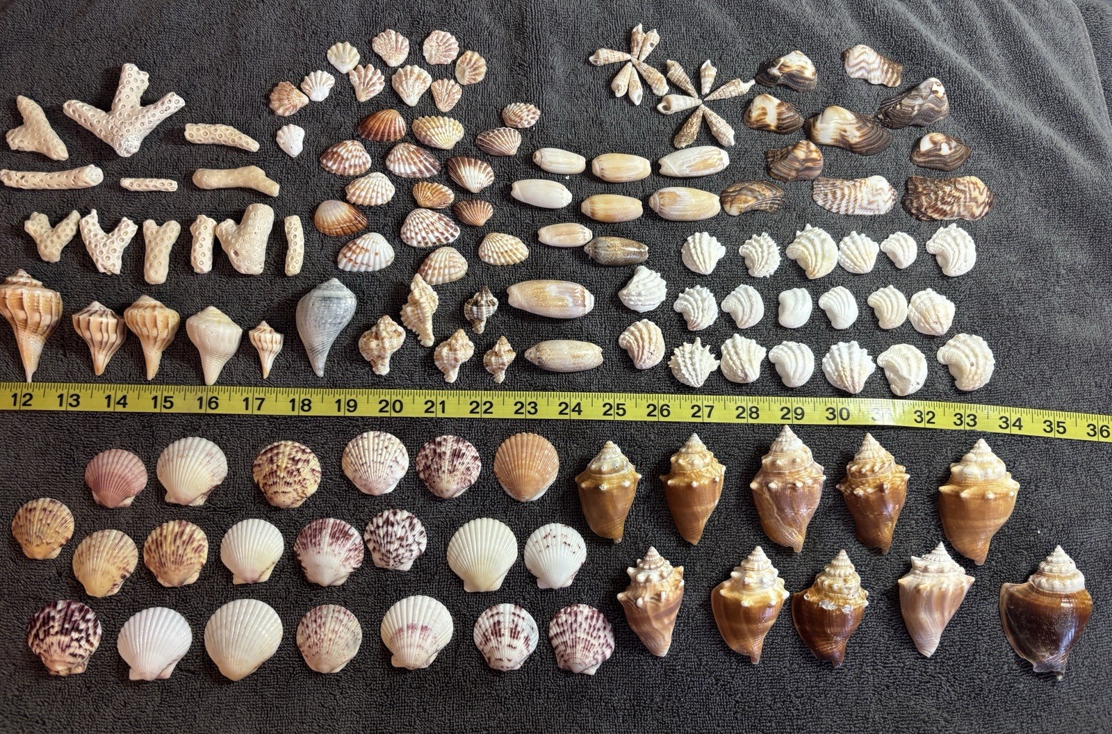 120 Mixed Lot Sanibel Island  Sea Shells