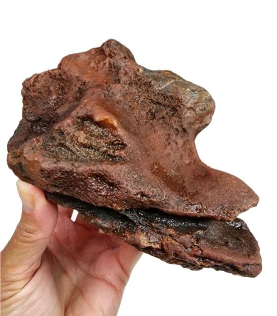 Dino Jasper 