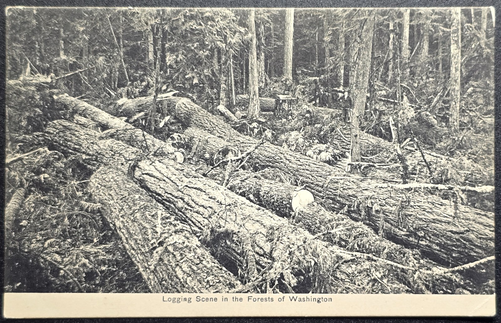Vintage Logging Scene Postcard Forests of Washington Excelsior 1910s
