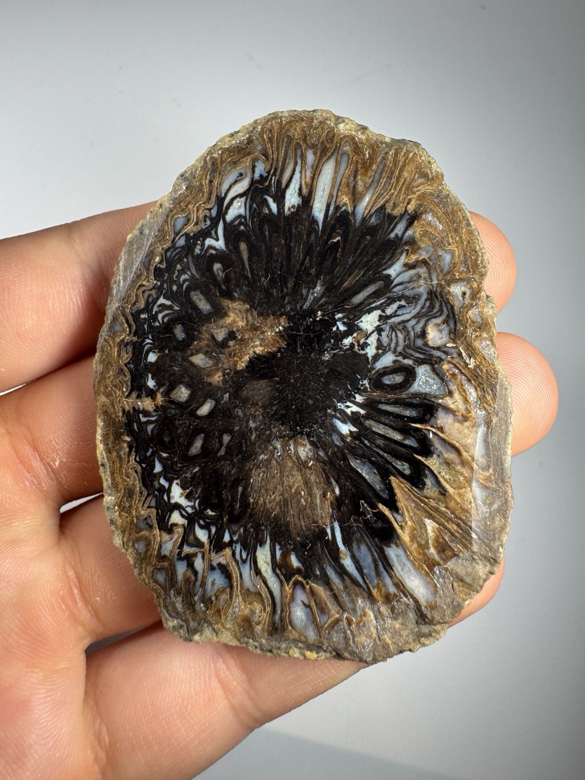 Rare Pinecone Fossil Slice Araucaria mirabilis Patagonia Argentina Plant