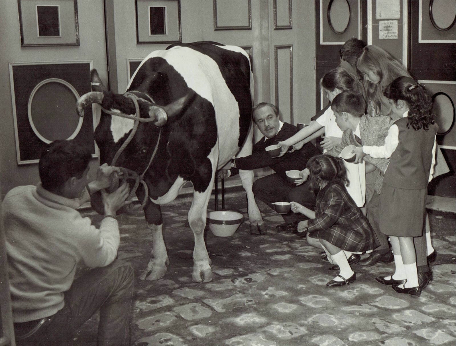 1964 Original Photo designer Jacques Esterel milks cow with kid fashion models