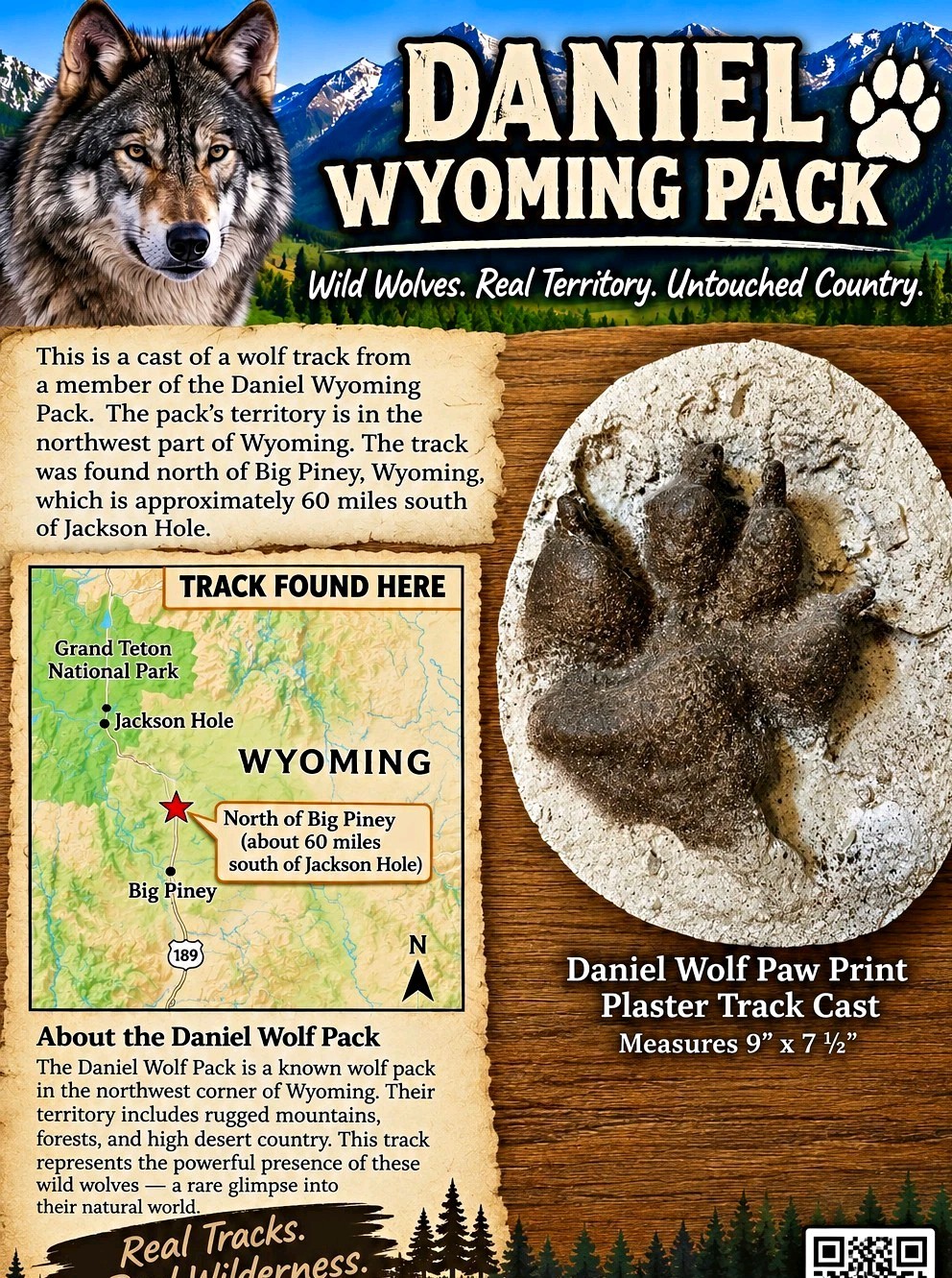 Wolf Paw Print Plaster Track Cast Plaque Wolves Daniel Wyoming Wolf Pack