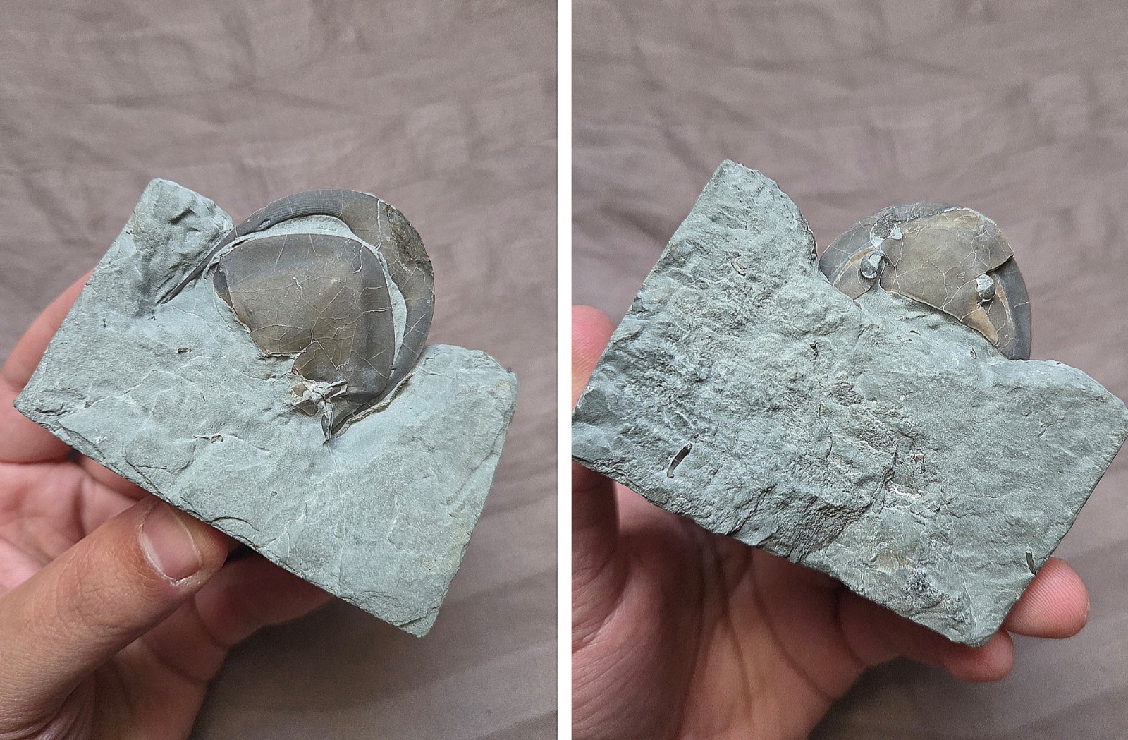Rare Isotelus Maximus Trilobite Fossil In Matrix Display Mt. Orab Ohio