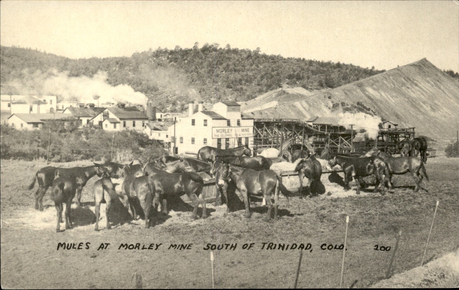 Trinidad CO Mules at Morley Mine South of Trinidad c1920s-30s Vintage Postcard