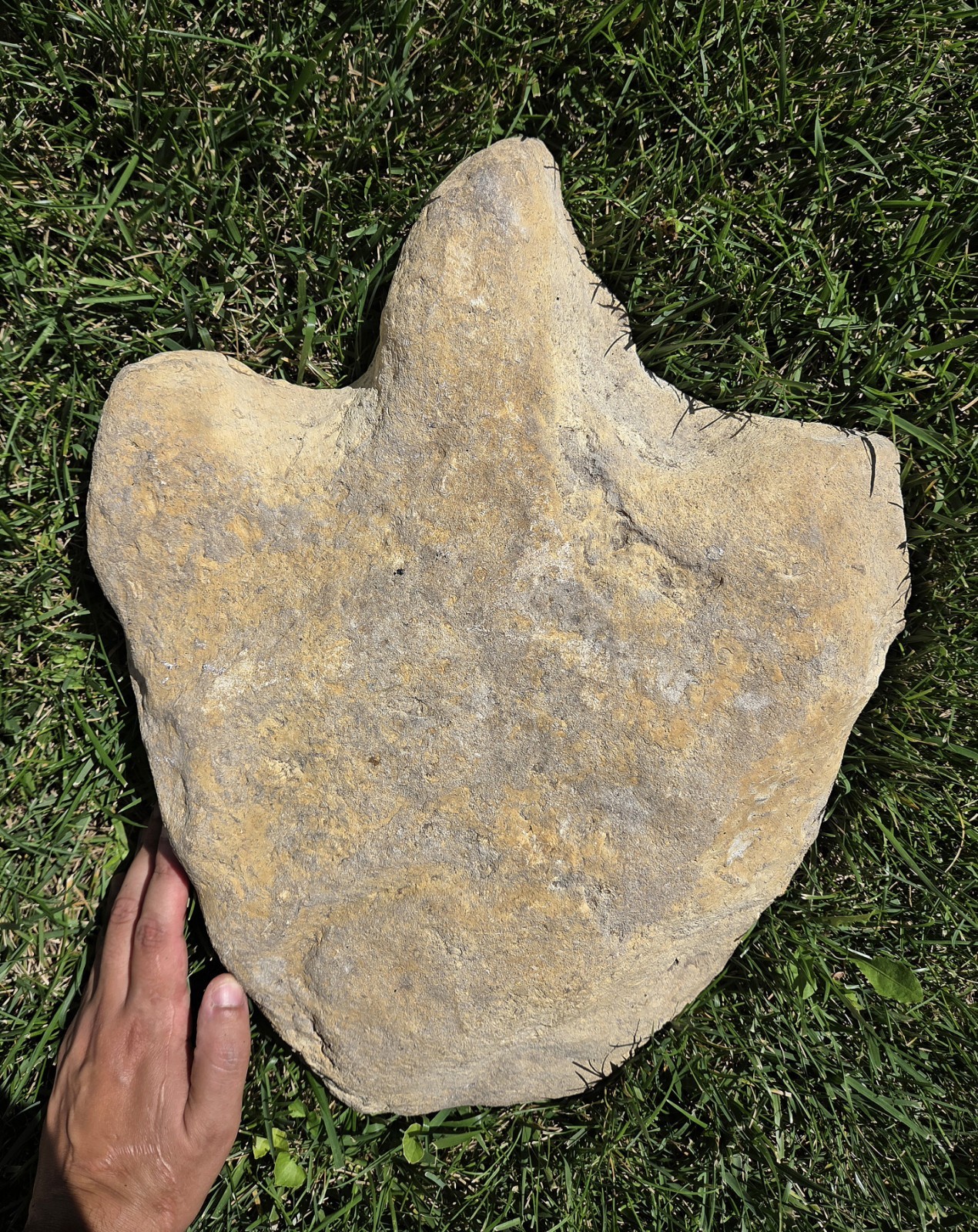 Ultra Rare Giant Acrocanthosaurus Theropod Dinosaur Fossil Footprint From Texas