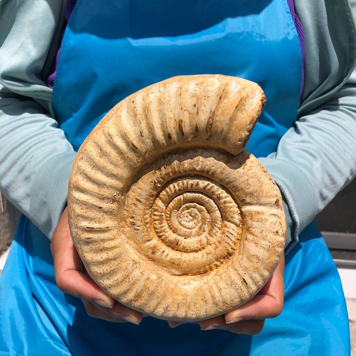 3.65LB Large Natural Beautiful Ammonite Fossil Conch Crystal Specimen Healing