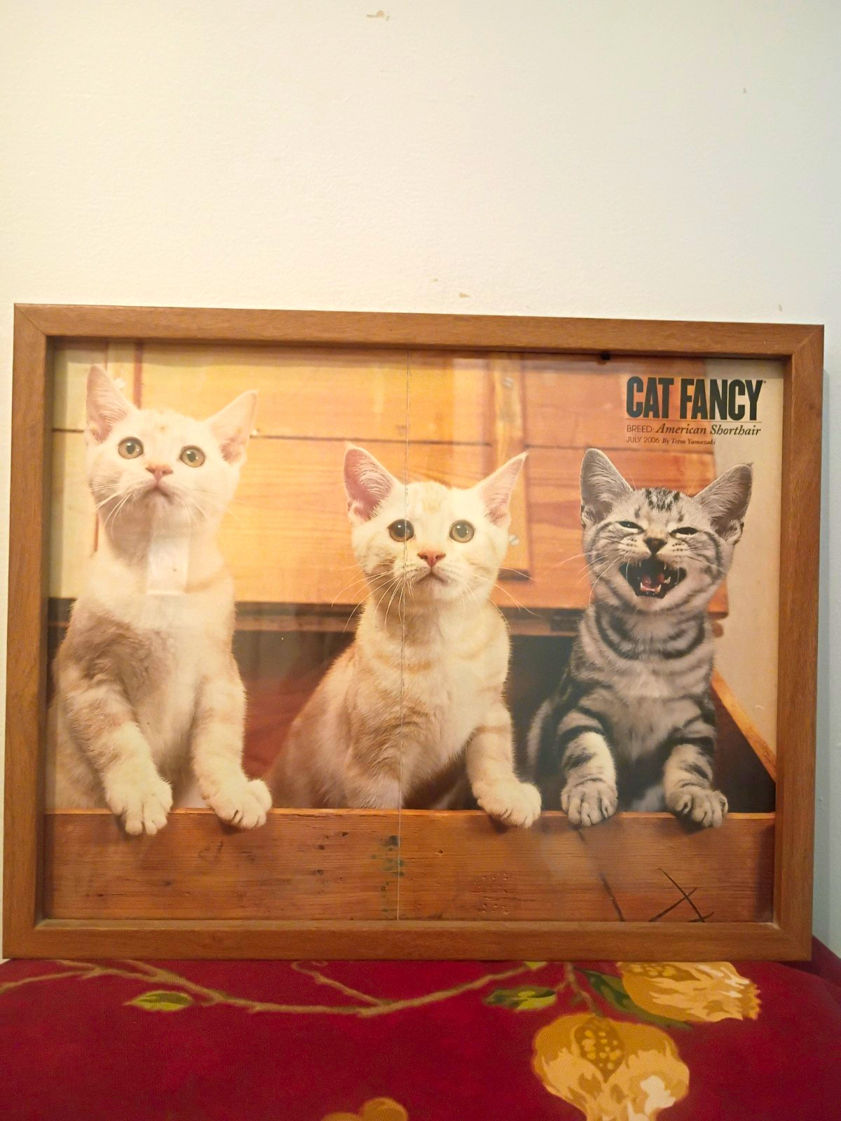 Cat Fancy American Shorthair Framed Cat Print with Kittens in Wooden Crate