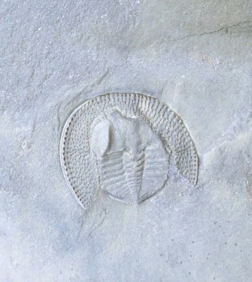 Declivolithus Trilobite Fossil Ordovician Morocco Rare Specimen