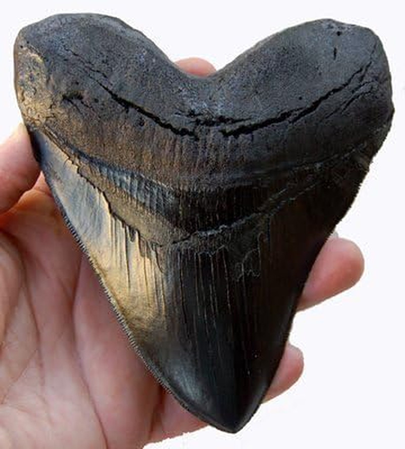 Prehistoric Planet Store 5.5 Inch Megalodon Tooth, Black with Serrations #126