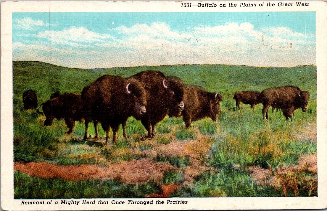 Remnant of Mighty BUFFALO HERD of the Great West animal linen Postcard