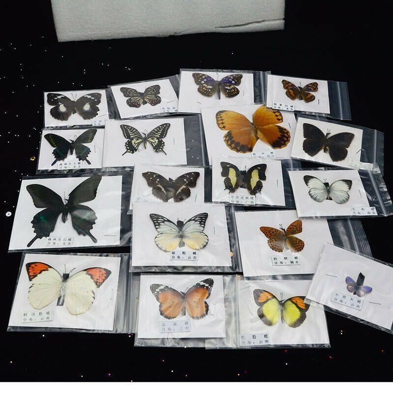 10pcs Unmounted Natural Butterfly Specimen Mixed Colorful Artwork Home Decors