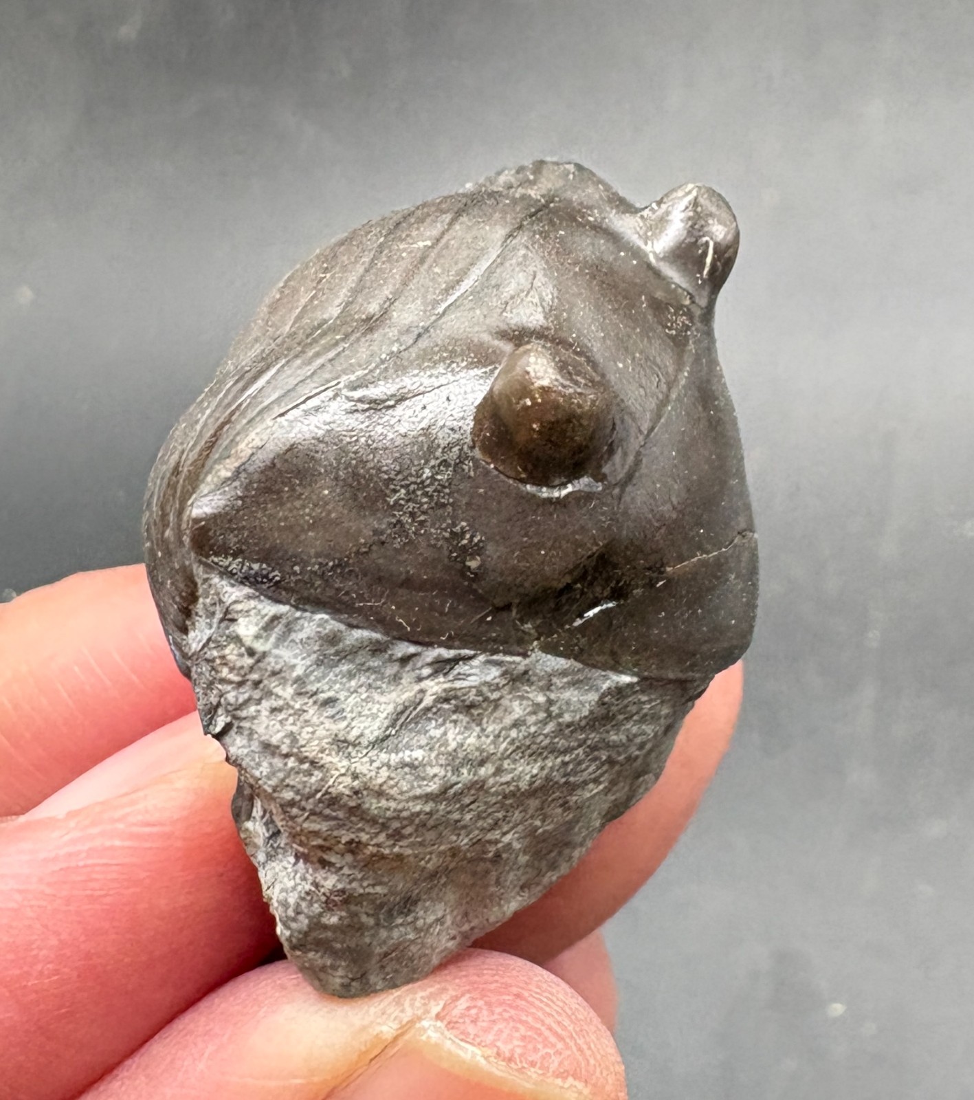 4.2 cm enrolled Isotelus fritzae trilobite fossil Cobourg fm Ontario Canada