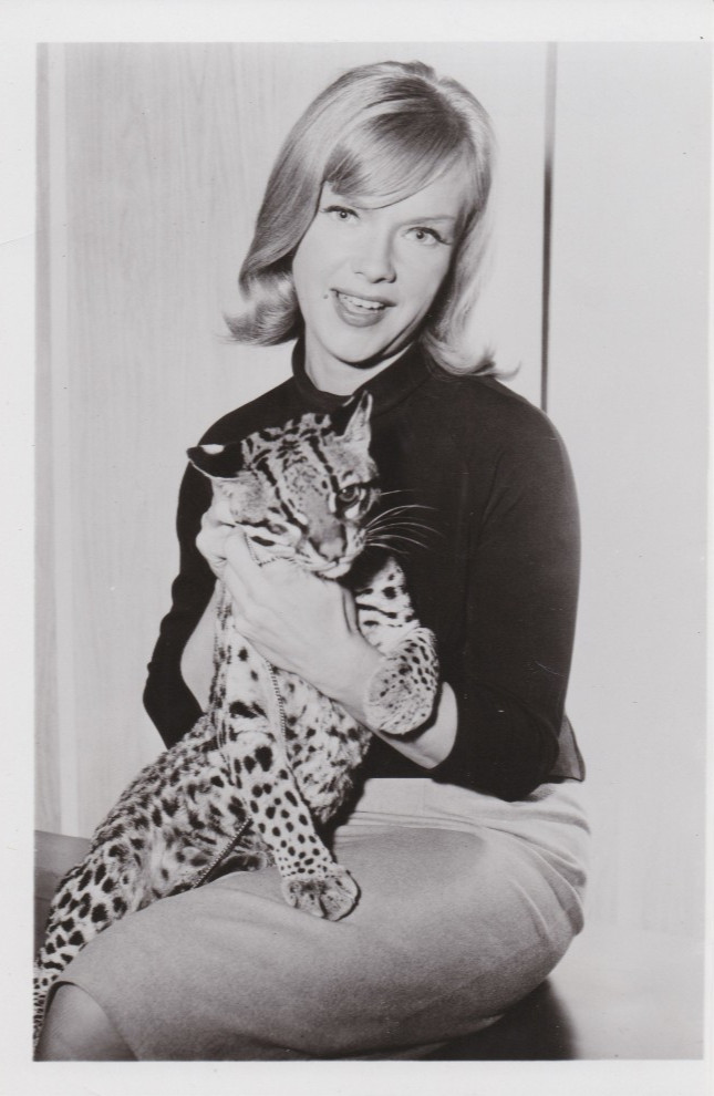 1965 Press Photo Actress Anne Francis with Pet Ocelot in \