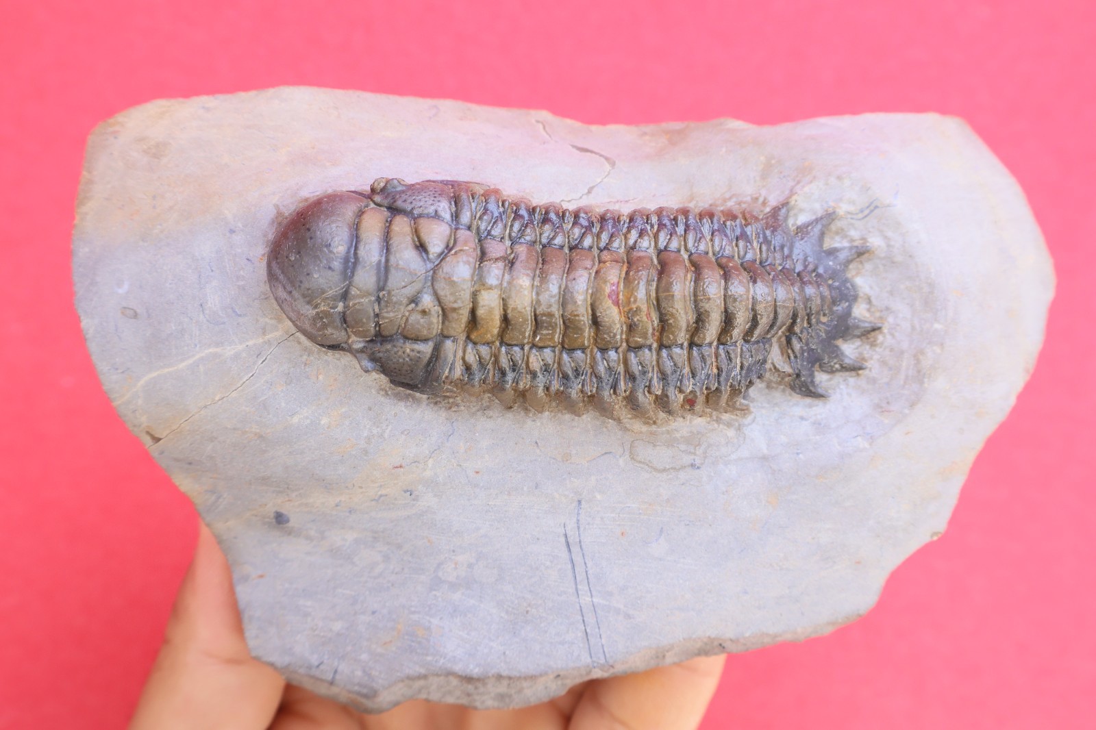 Devonian Crotalocephalina Trilobite Fossil – Authentic Morocco Specimen Fossils 
