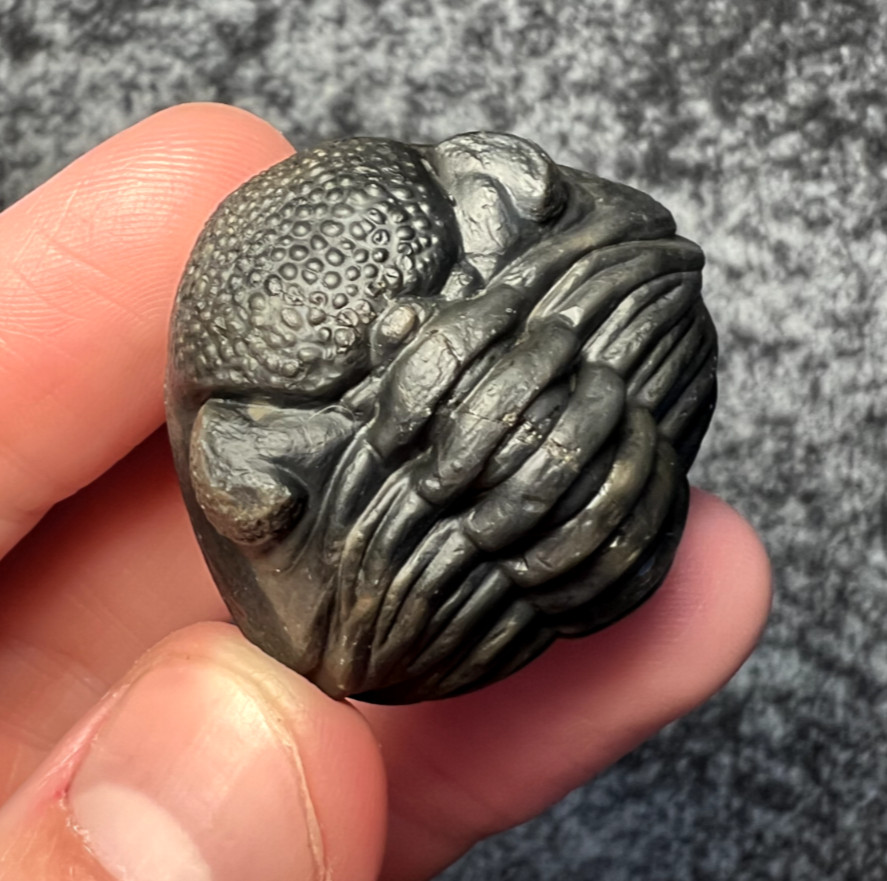 Pedinopariops Trilobite Fossil – Fine Detail ✅