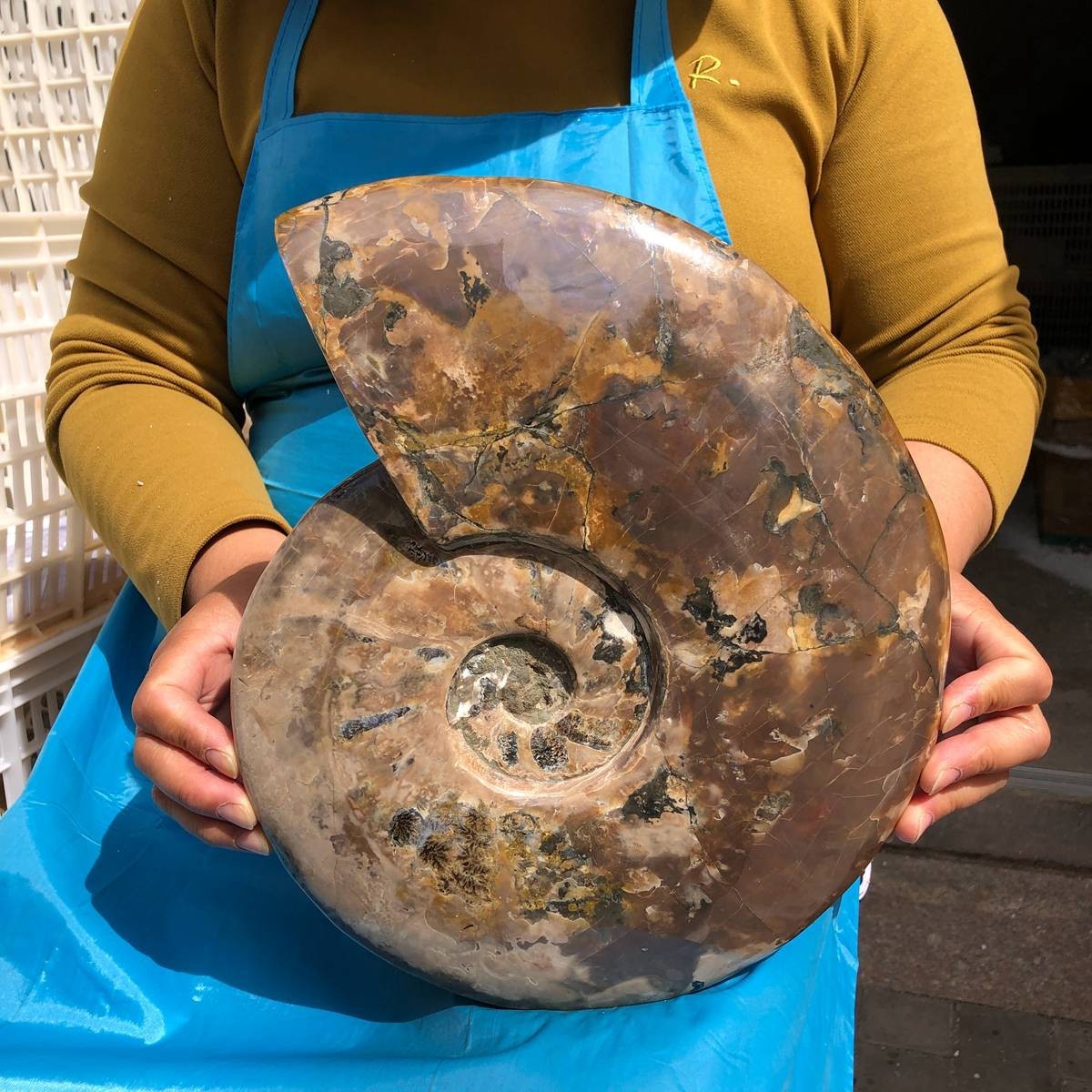 10.4LB Rare Natural Tentacle Ammonite Specimen Healing Madagascar