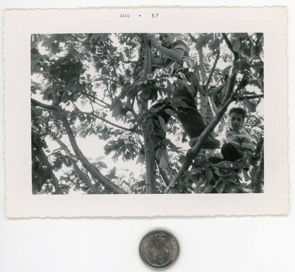Vtg 1957 photo / BOYZ Climbing TREES - U Can Take the Monkey Out of the Jungle.. Vtg 1957 photo / BOYZ Climbing TREES - U Can Take the Monkey Out of the Jungle..