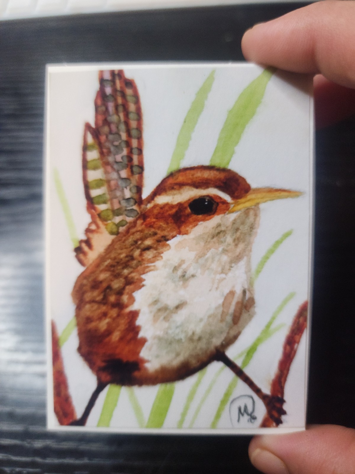 Mini Wren Watercolor Study, 2.5 x 3.5 ACEO Print